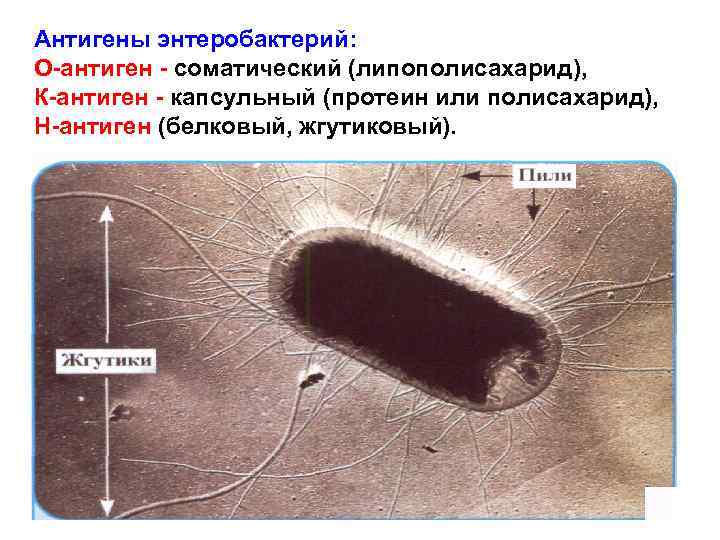 Антигены энтеробактерий: О антиген соматический (липополисахарид), К антиген капсульный (протеин или полисахарид), Н антиген