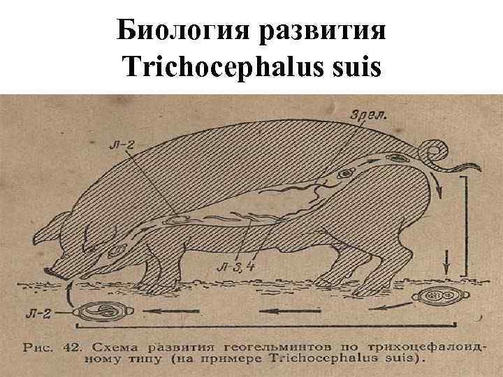 Биология развития Trichocephalus suis 