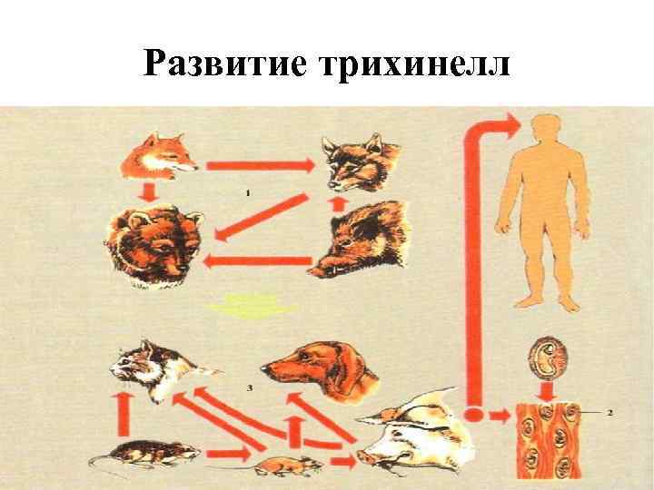 Развитие трихинелл 