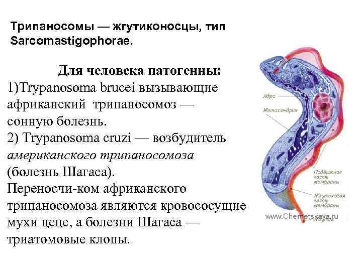 Трипаносомоз африканский презентация