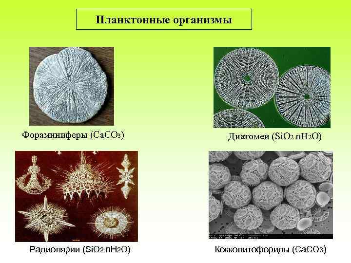 Планктонные организмы Фораминиферы (Ca. CO 3) Радиолярии (Si. O 2 n. H 2 O)
