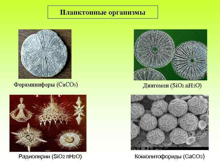 Фораминиферы относятся. Подкласс радиолярии. Фораминиферы и радиолярии. Планктонные радиолярии и фораминиферы. Планктонные радиолярии.