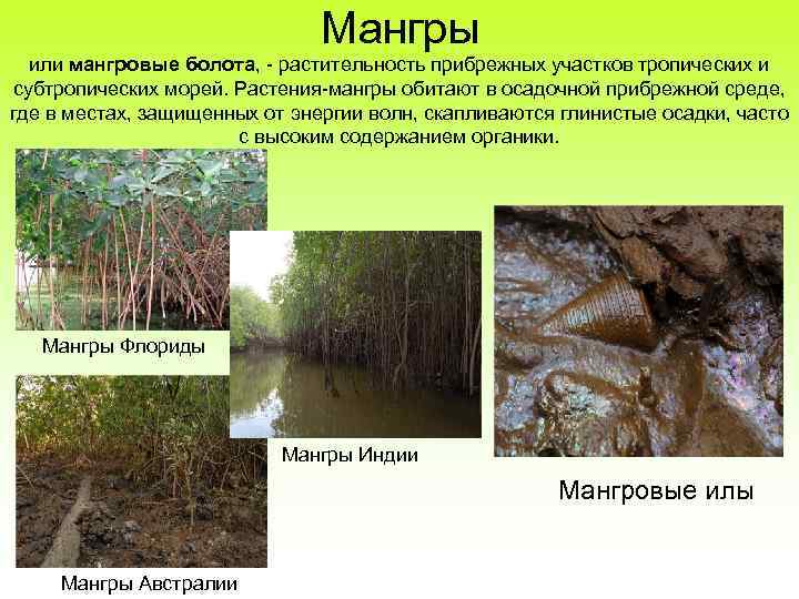 Мангры или мангровые болота, - растительность прибрежных участков тропических и субтропических морей. Растения-мангры обитают