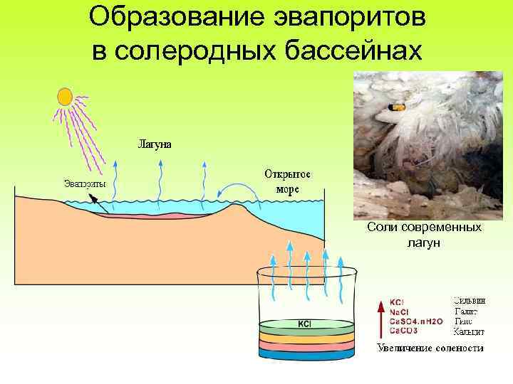 Образование эвапоритов в солеродных бассейнах Соли современных лагун 