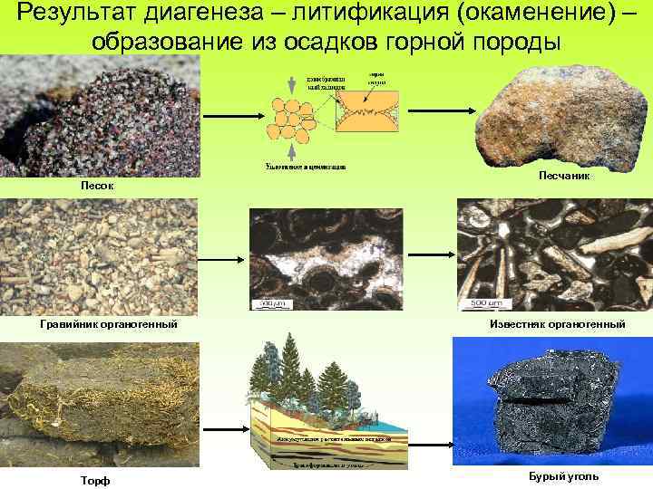 Образование какой химической горной породы показано на рисунке цифрой 1