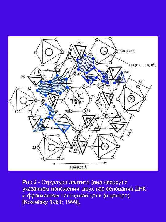 Рис. 2 Структура апатита (вид сверху) с указанием положения двух пар оснований ДНК и