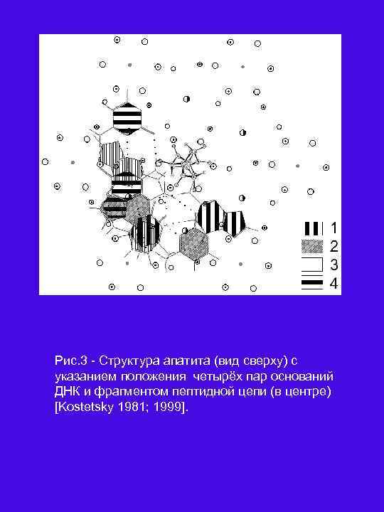 Рис. 3 Структура апатита (вид сверху) с указанием положения четырёх пар оснований ДНК и