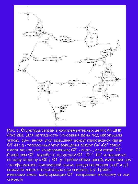 Рис. 5. Структура связей в комплементарных цепях Ап ДНК (Рис. 2 Б). Для наглядности