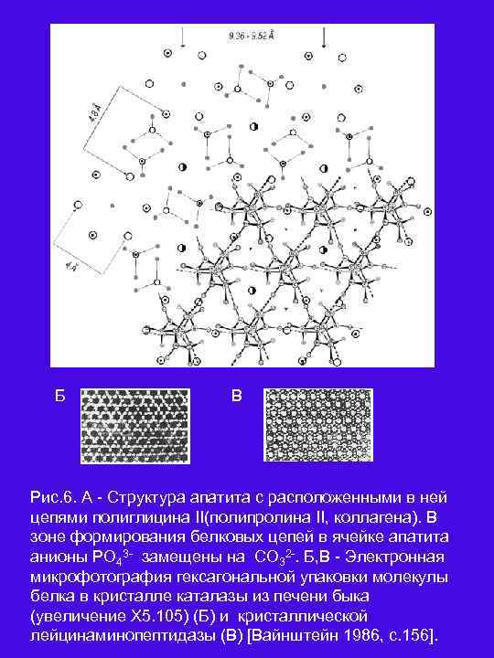 А Б В Рис. 6. А Структура апатита с расположенными в ней цепями полиглицина