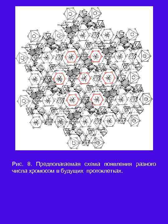 Рис. 8. Предполагаемая схема появления разного числа хромосом в будущих протоклетках. 