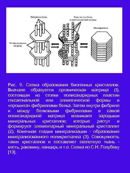 Рис. 9. Схема образования биогенных кристаллов. Вначале образуется органическая матрица (I), состоящая из стопки