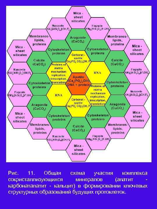 Рис. 11. Общая схема участия комплекса сокристаллизующихся минералов (апатит карбонатапатит кальцит) в формировании ключевых