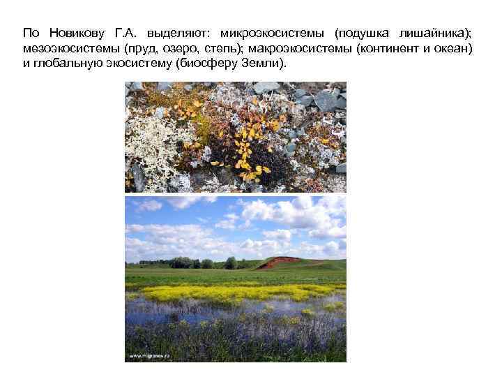 По Новикову Г. А. выделяют: микроэкосистемы (подушка лишайника); мезоэкосистемы (пруд, озеро, степь); макроэкосистемы (континент