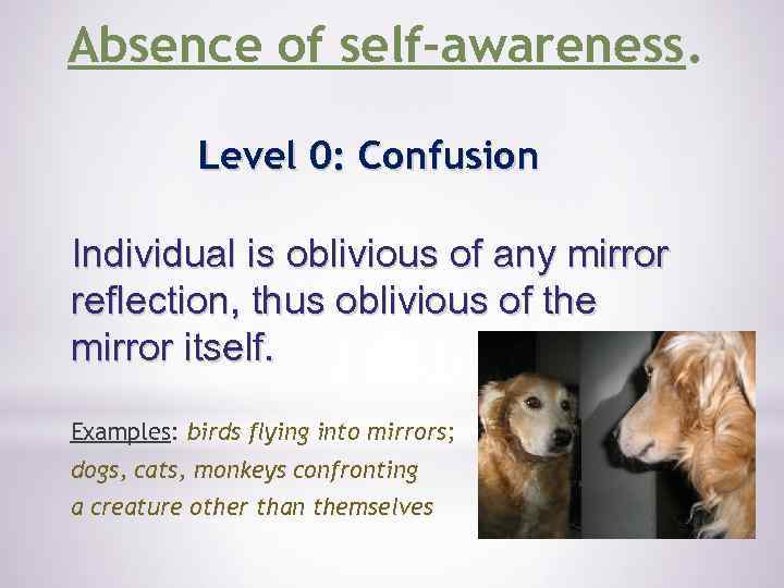 Absence of self-awareness. Level 0: Confusion Individual is oblivious of any mirror reflection, thus