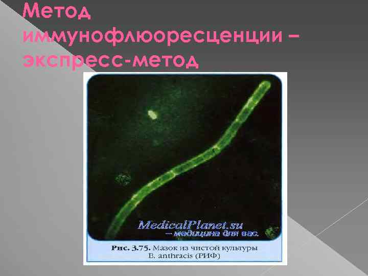 Метод иммунофлюоресценции – экспресс-метод 