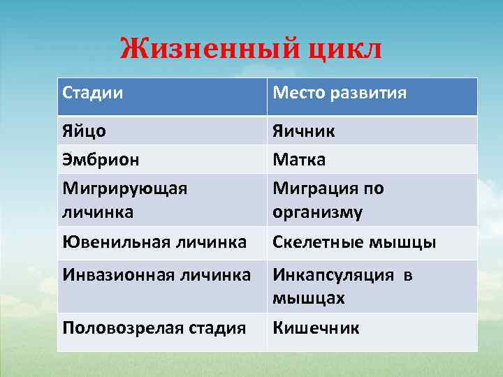 Жизненный цикл Стадии Место развития Яйцо Эмбрион Мигрирующая личинка Яичник Матка Миграция по организму