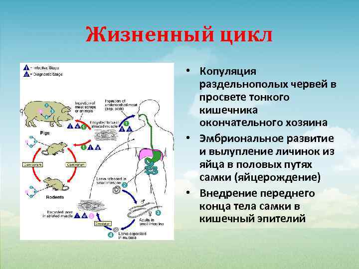 Жизненный цикл • Копуляция раздельнополых червей в просвете тонкого кишечника окончательного хозяина • Эмбриональное