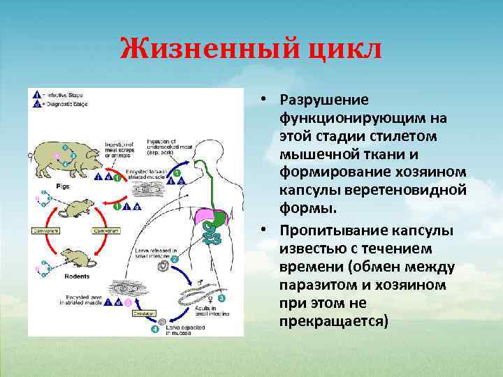 Жизненный цикл • Разрушение функционирующим на этой стадии стилетом мышечной ткани и формирование хозяином