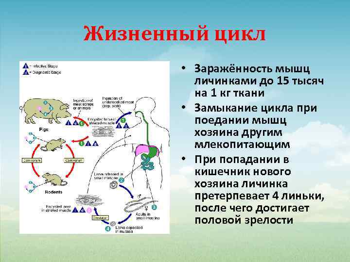 Схема жизненный цикл млекопитающих