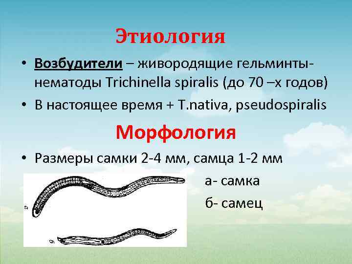 Этиология • Возбудители – живородящие гельминтынематоды Trichinella spiralis (до 70 –х годов) • В