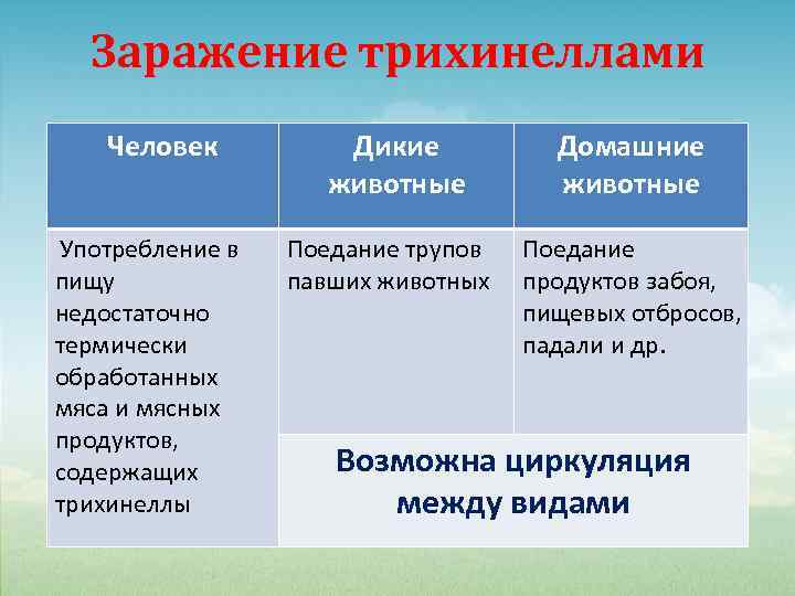 Заражение трихинеллами Человек Употребление в пищу недостаточно термически обработанных мяса и мясных продуктов, содержащих