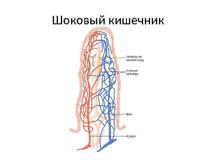 Шоковый кишечник 