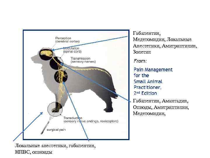 Габапентин, Медетомидин, Локальные Анестетики, Амитриптилин, Золетил Габапентин, Амантадин, Опиоды, Амитриптилин, Медетомидин, Локальные анестетики, габапентин,