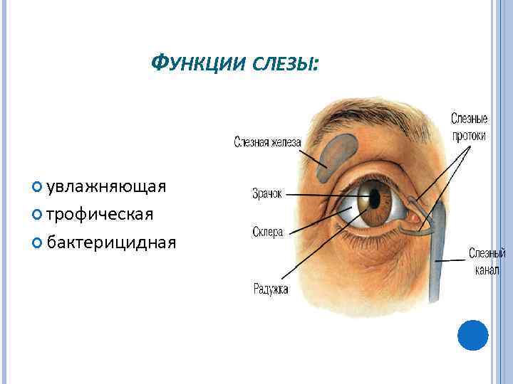 ФУНКЦИИ СЛЕЗЫ: увлажняющая трофическая бактерицидная 