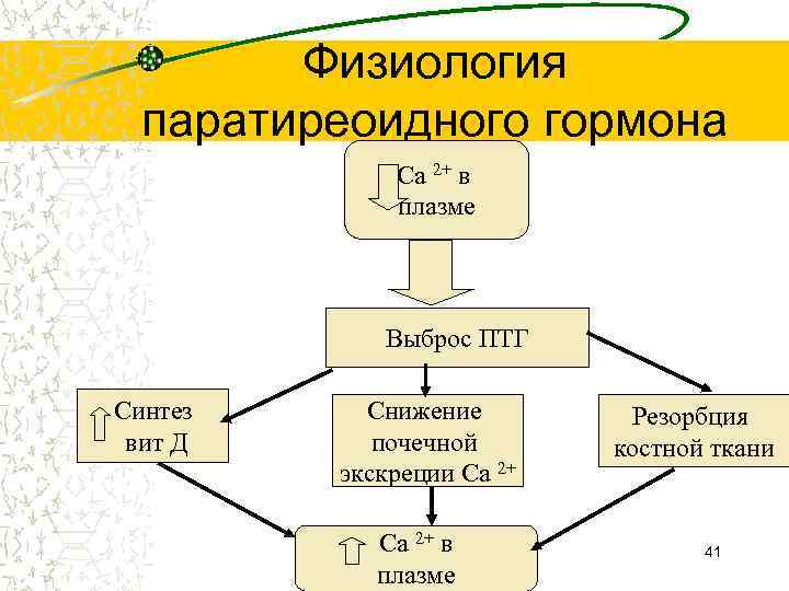 Схема синтеза паратгормона