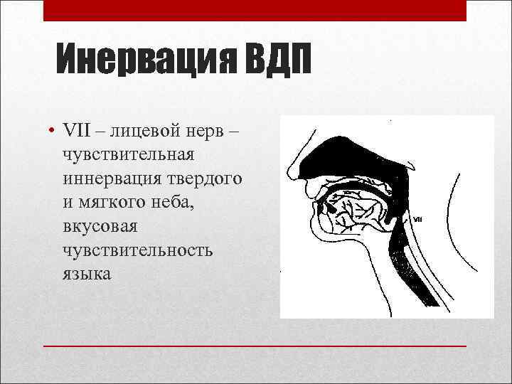 Инервация ВДП • VII – лицевой нерв – чувствительная иннервация твердого и мягкого неба,