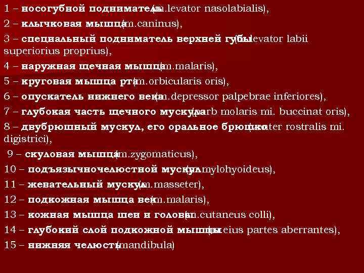 1 – носогубной подниматель (m. levator nasolabialis), 2 – клычковая мышца (m. caninus), 3