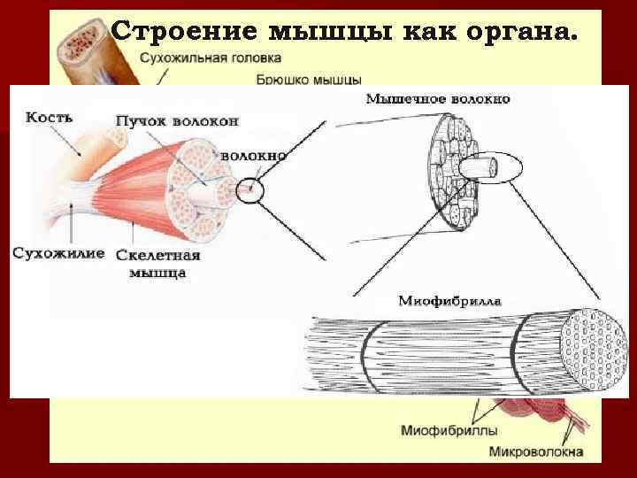 Строение мышцы как органа. 