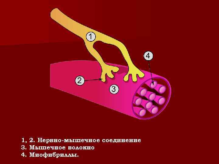 1, 2. Нервно-мышечное соединение 3. Мышечное волокно 4. Миофибриллы. 