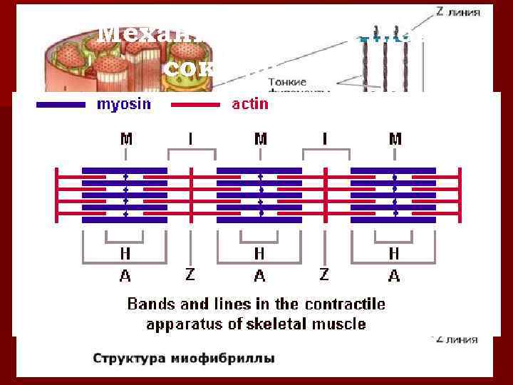 Механизм мышечного сокращения: 