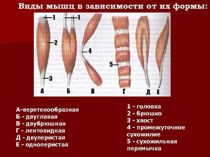 Виды мышц в зависимости от их формы: А-веретенообразная Б - двуглавая В - двубрюшная