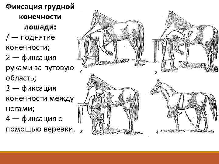 Фиксация грудной конечности лошади: / — поднятие конечности; 2 — фиксация руками за путовую