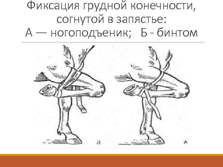 Фиксация это. Фиксация грудной конечности. Фиксация грудной конечности в запястье. Фиксация грудной конечности конечность сгибают в запястье. Глухая фиксация грудной конечности.