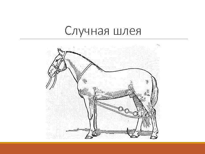 Случная шлея 