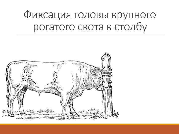 Голов крупного. Методы фиксации КРС. Фиксация крупного рогатого скота. Фиксация головы КРС. Фиксация крупного рогатого скота головы.