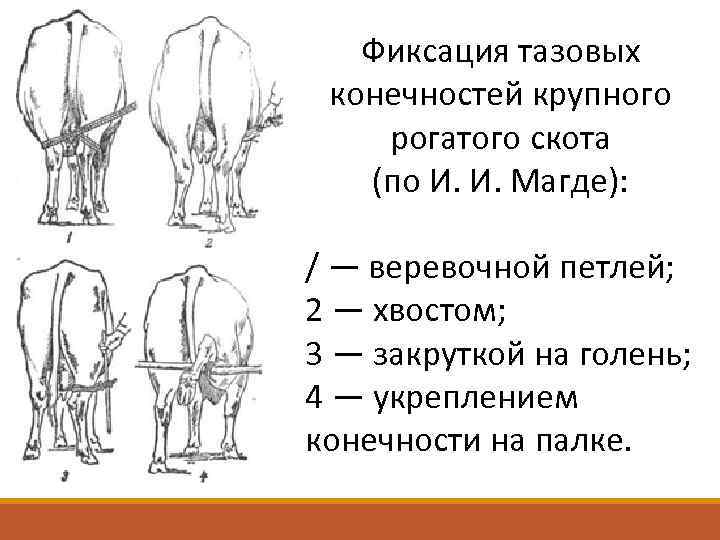 Фиксация животных презентация