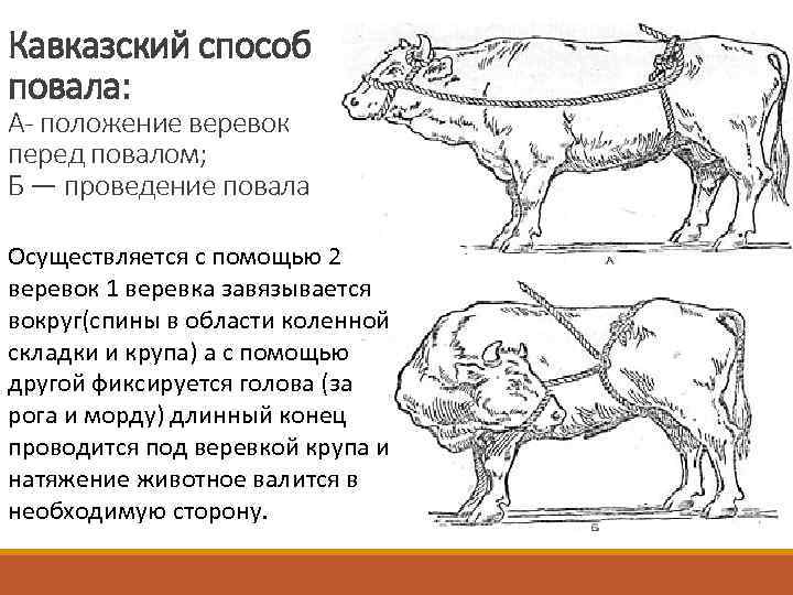 Методика крс. Методы фиксации и повала КРС. Кавказский способ фиксации КРС. Способы повала КРС. Способ Гесса фиксация КРС.