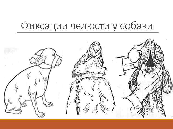 Фиксации челюсти у собаки 
