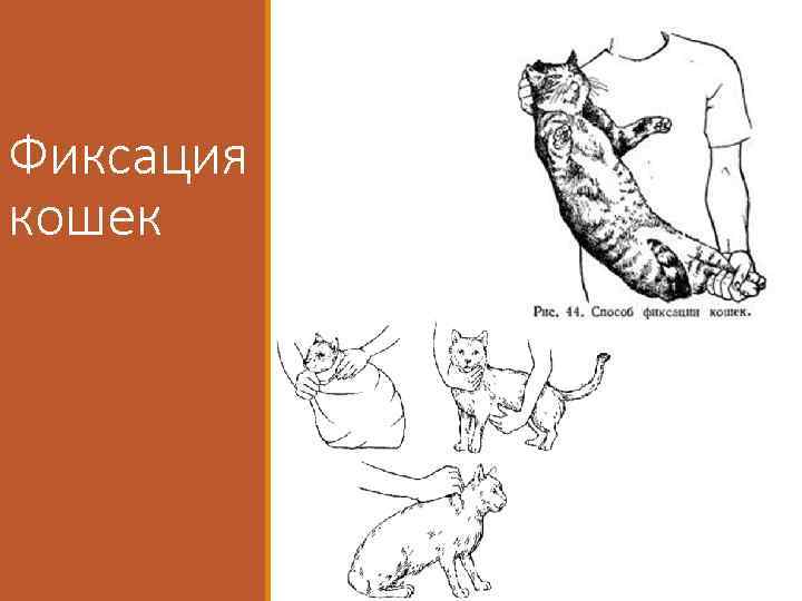 Рисунки с кошками при стрижке