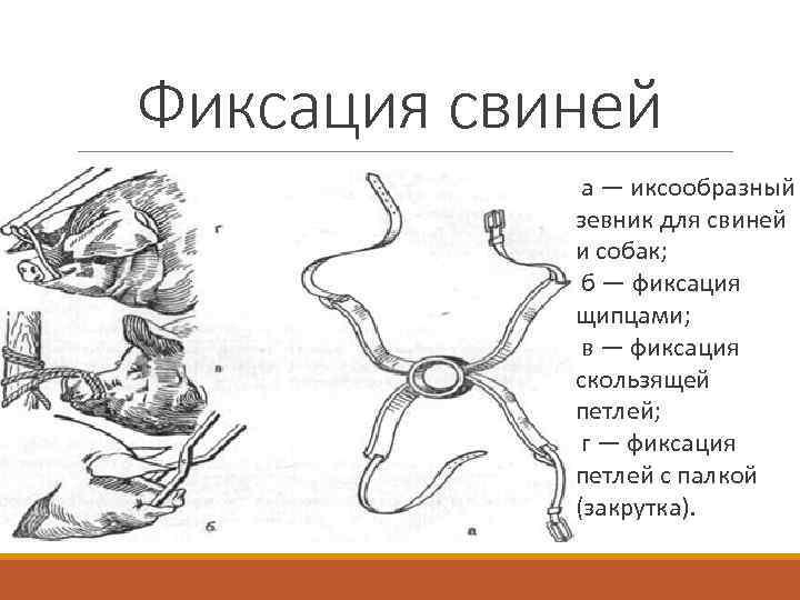 Фиксация свиней а — иксообразный зевник для свиней и собак; б — фиксация щипцами;