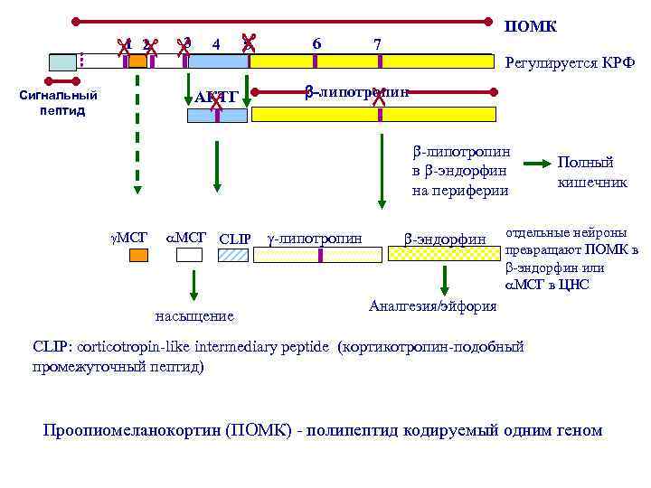 4 5 АКТГ 6 7 Регулируется КРФ -липотропин Сигнальный пептид 3 1 2 ПОМК