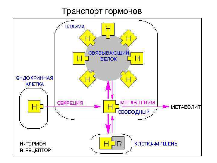 Транспорт гормонов 