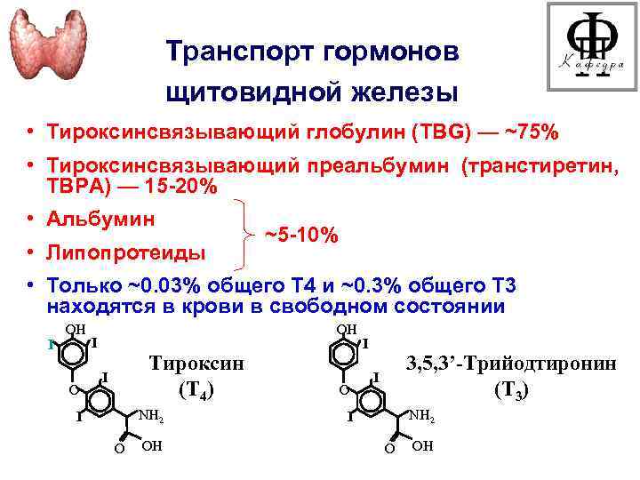 Транспорт гормонов щитовидной железы • Тироксинсвязывающий глобулин (TBG) — ~75% • Тироксинсвязывающий преальбумин (транстиретин,