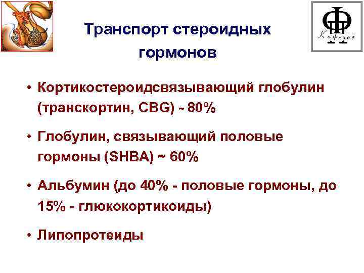 Транспорт стероидных гормонов • Кортикостероидсвязывающий глобулин (транскортин, CBG) ~ 80% • Глобулин, связывающий половые