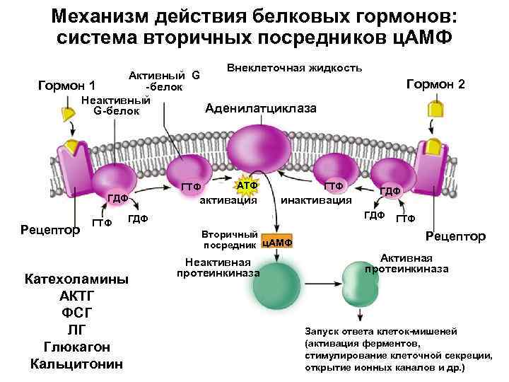 Механизм действия белковых гормонов: система вторичных посредников ц. АМФ Внеклеточная жидкость Активный G Гормон