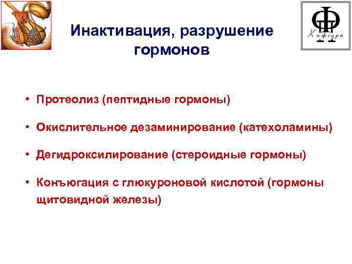 Инактивация, разрушение гормонов • Протеолиз (пептидные гормоны) • Окислительное дезаминирование (катехоламины) • Дегидроксилирование (стероидные